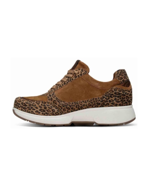 Pristina leopard