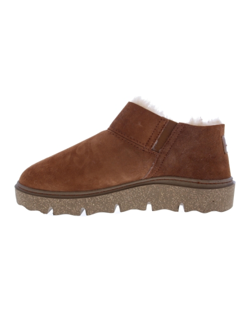 Carmaux 11 camel